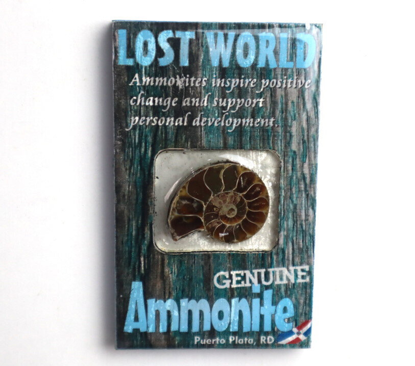 Lost World Ammonite Wood Refrigerator magnet Dominican Rep. Puerto Plata – photo 4