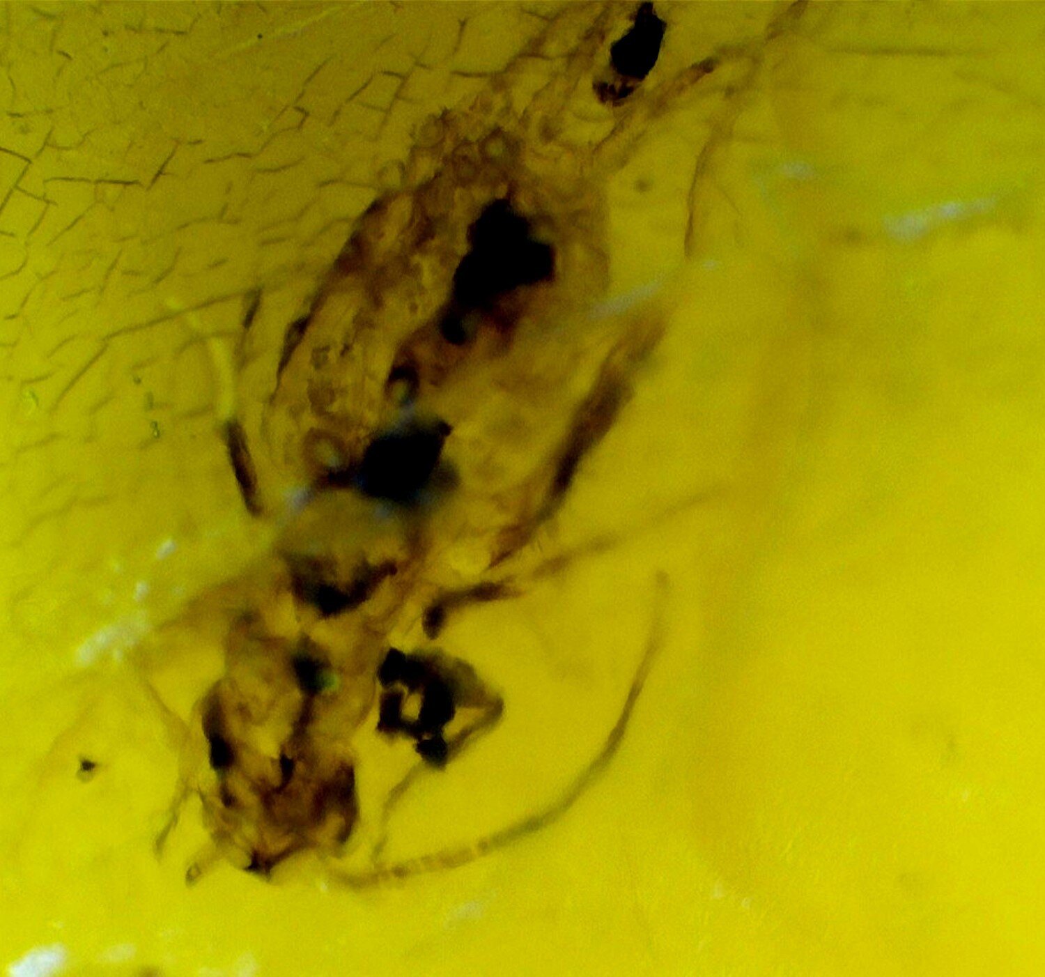 Artisan Polished Mosquito Inclusion In Amber Fossils/Insects 18mm – photo 4