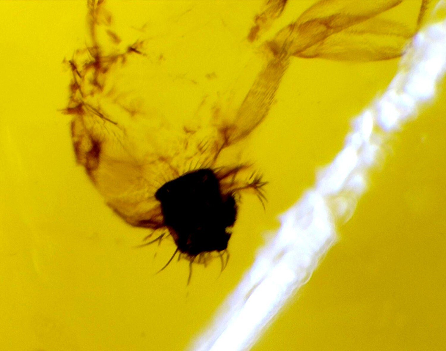Elegant Fine Fly Inclusion Amber Fossils/Insects 26mm