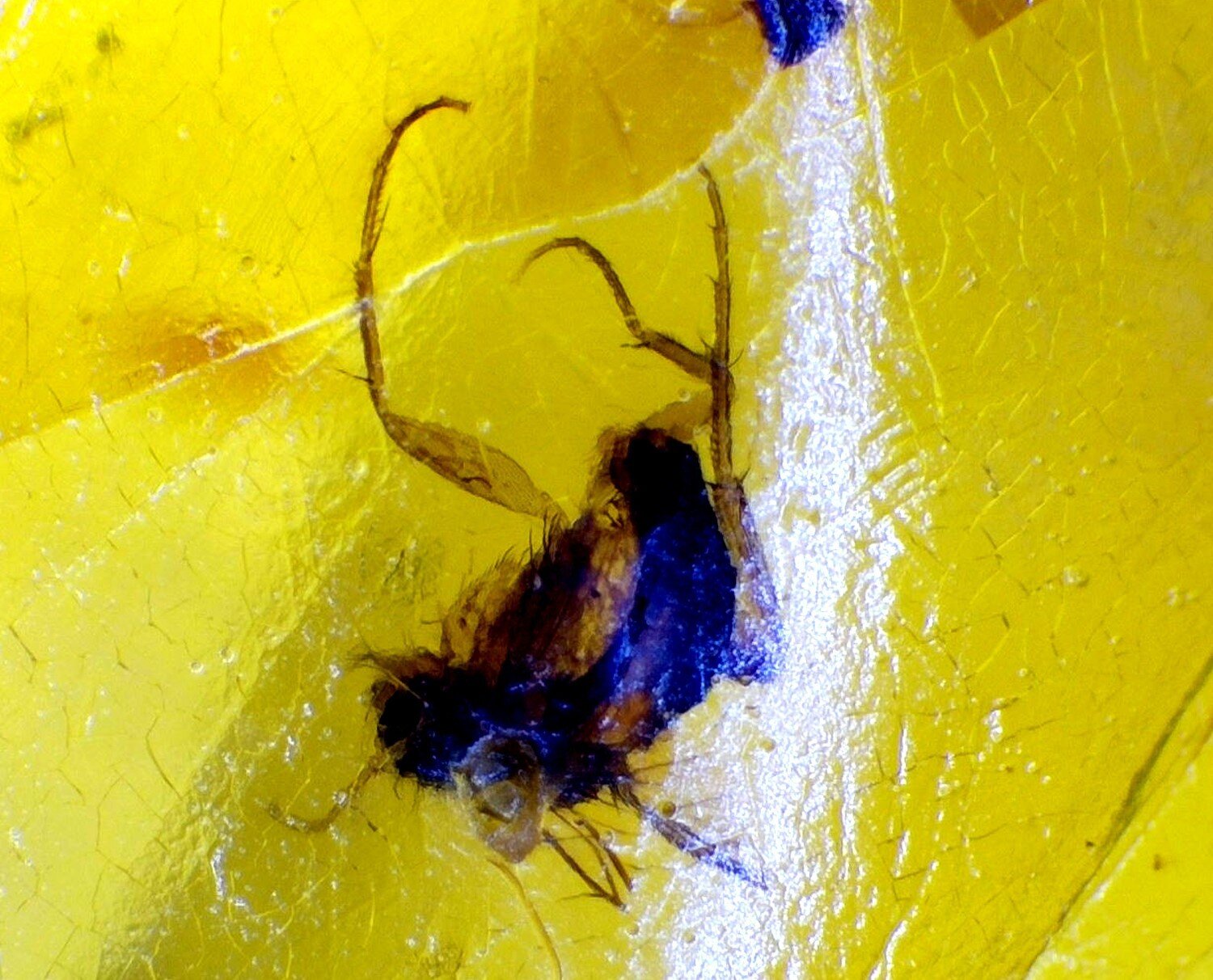 Natural Elegant Mosquito Inclusion In Amber Fossils/Insects 18mm – photo 4