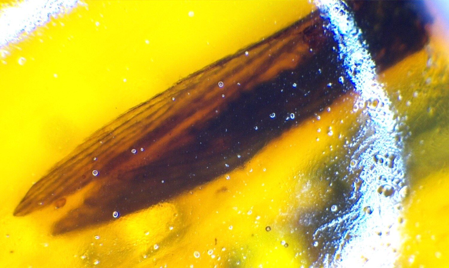 Biggest 5.3 grams Natural Dominican Amber Polished Stone 30mm – photo 3