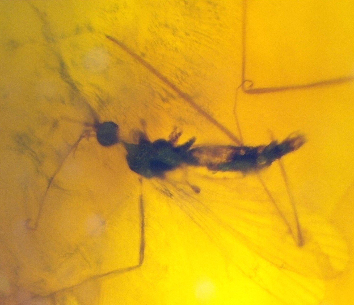 Natural Dominican Amber Insect Fossil – Polished Stone – photo 3
