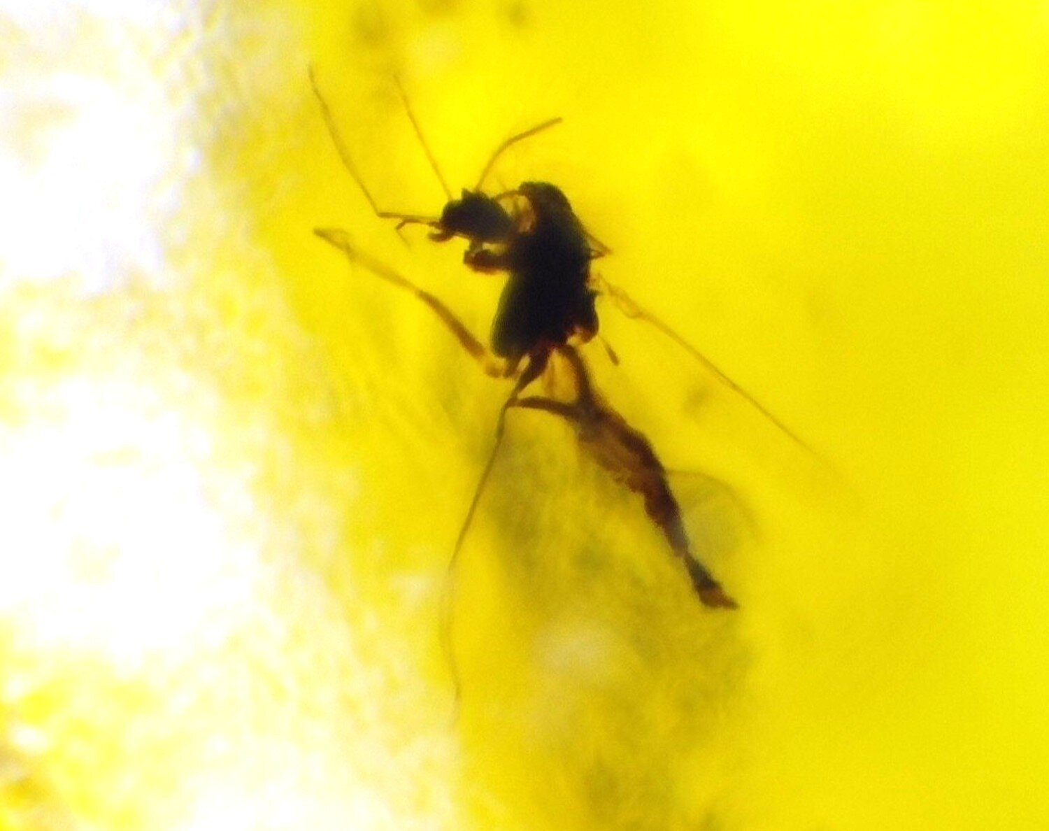 Natural Dominican Amber Insect Fossil – Polished Stone – photo 4