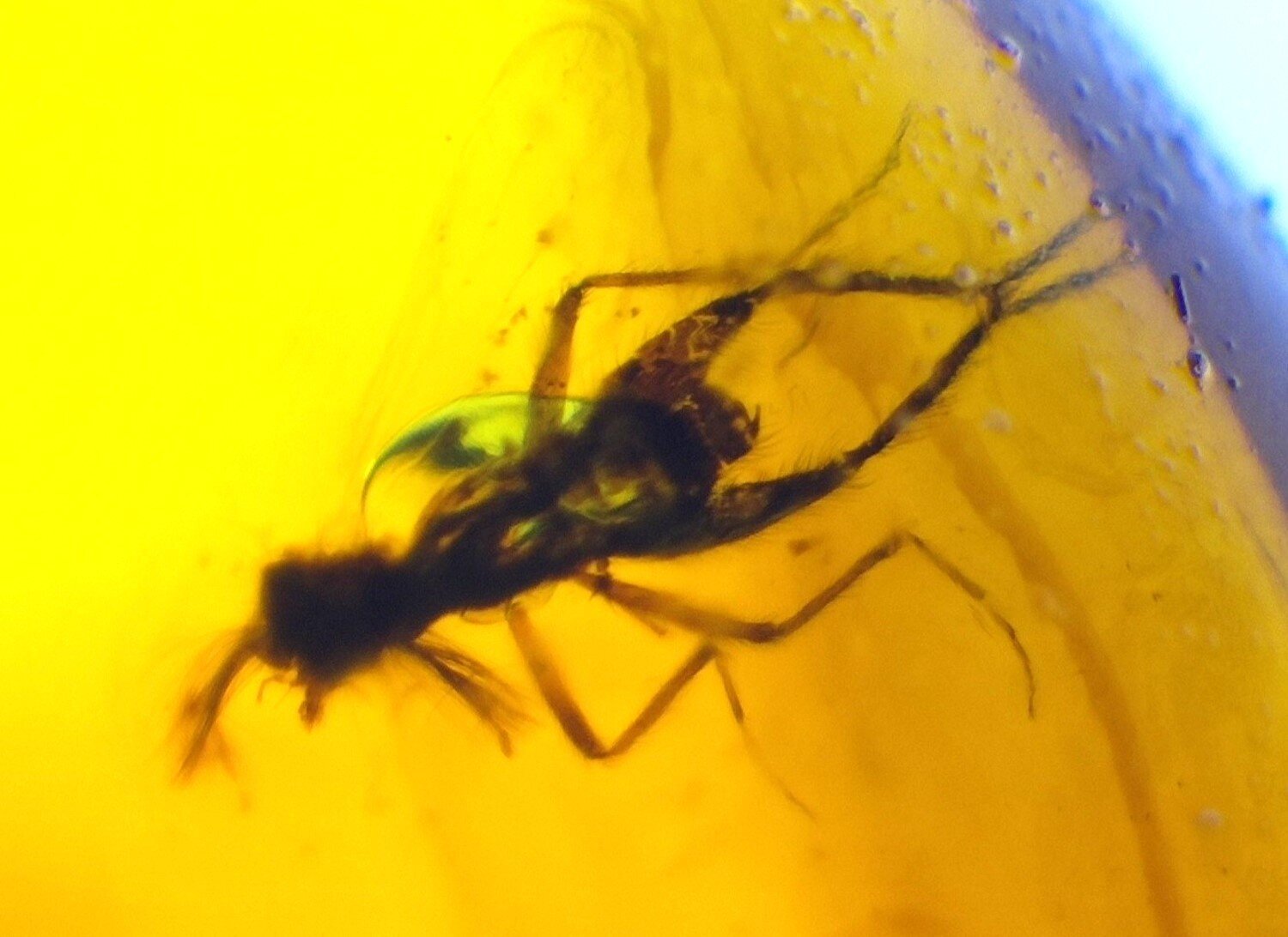Natural Dominican Amber Insect Fossil – Polished Stone