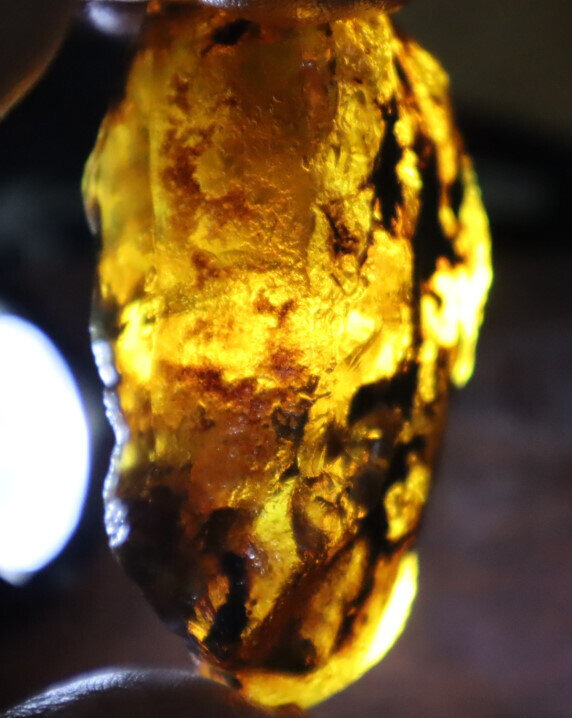 Finest Natural Dominican Crystal Clear Light Blue Amber Rough Specimen 68mm 41g – photo 15