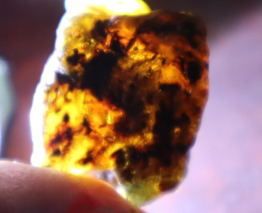 Beautiful Natural Dominican Clear Sky Blue Amber Rough Specimen 26mm 11.5g – photo 6