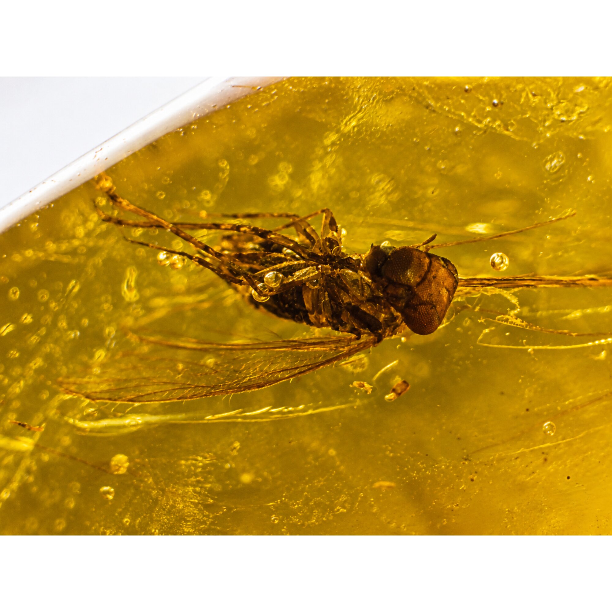 Handmade Clear Mosquito Dominican Amber 925 Sterling Silver Fossils 35mm 3.1g – photo 2
