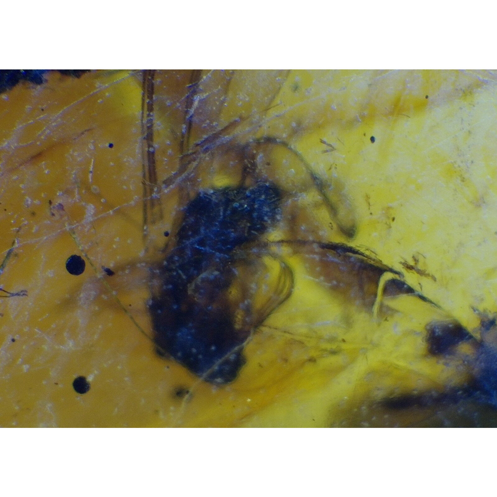 Natural Fossil Arthropod 925 Sterling Silver Dominican Amber Ring #4.75 – photo 6
