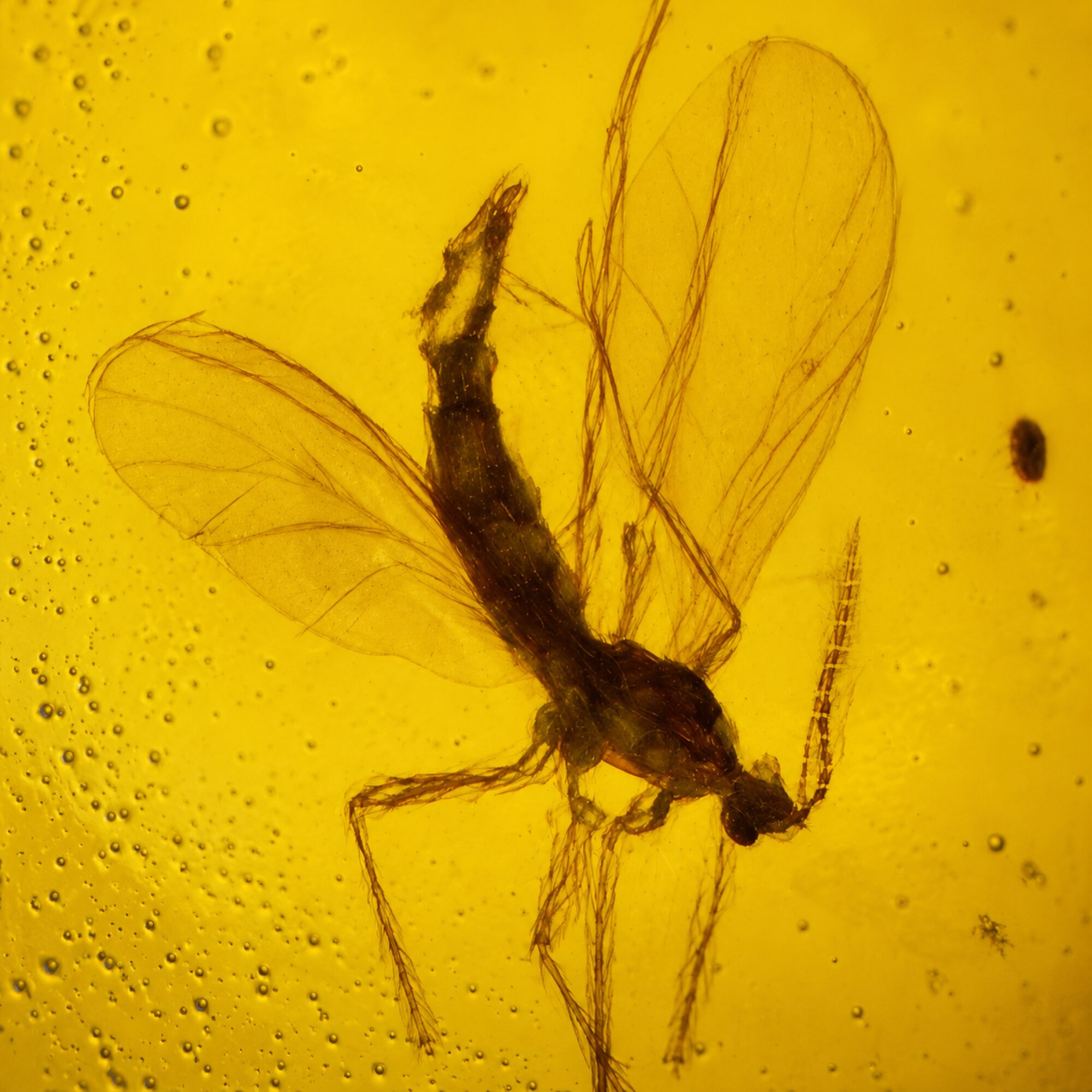 Authentic orange green Dominican amber mosquito insect stone 1.8g