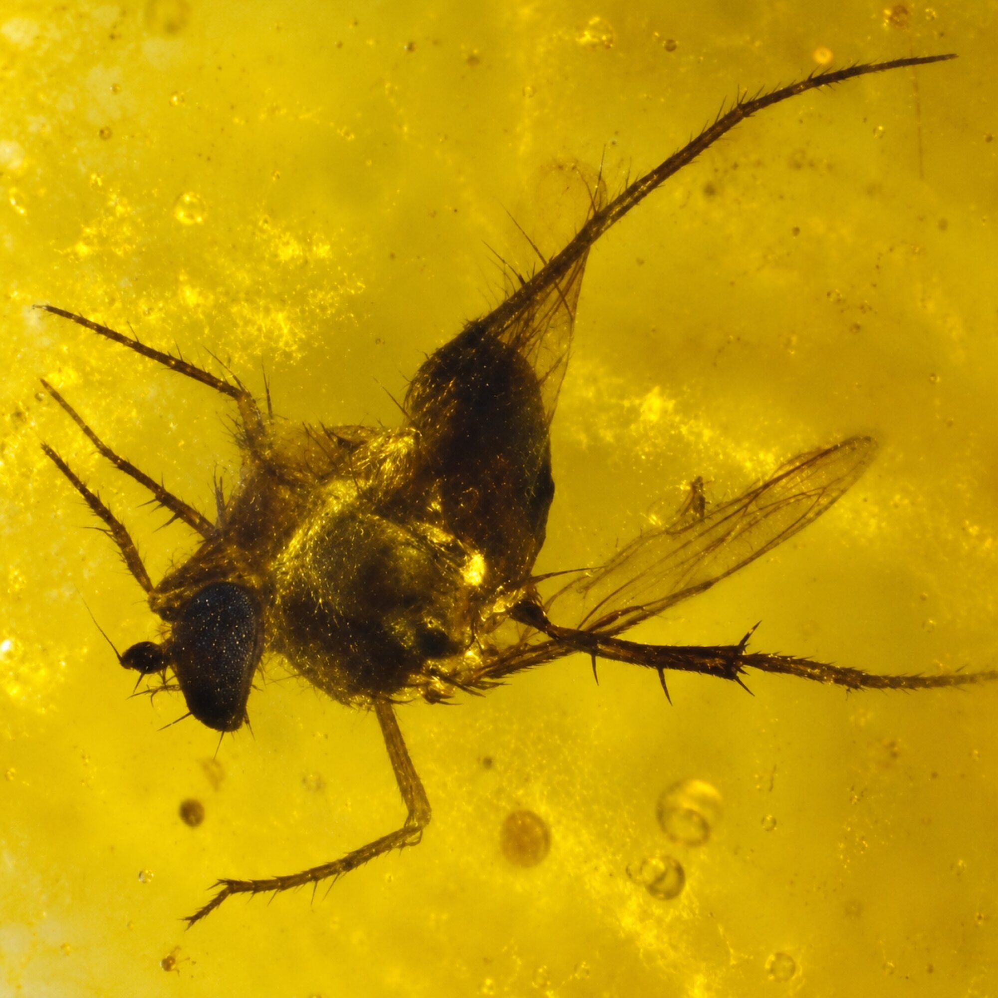 Authentic orange green Dominican amber mosquito insect stone 1.8g – photo 2