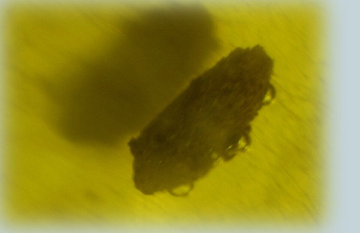 Splendid Natural Dominican Clear Yellow Amber Polished Stone Fossil Insect Bug – photo 3