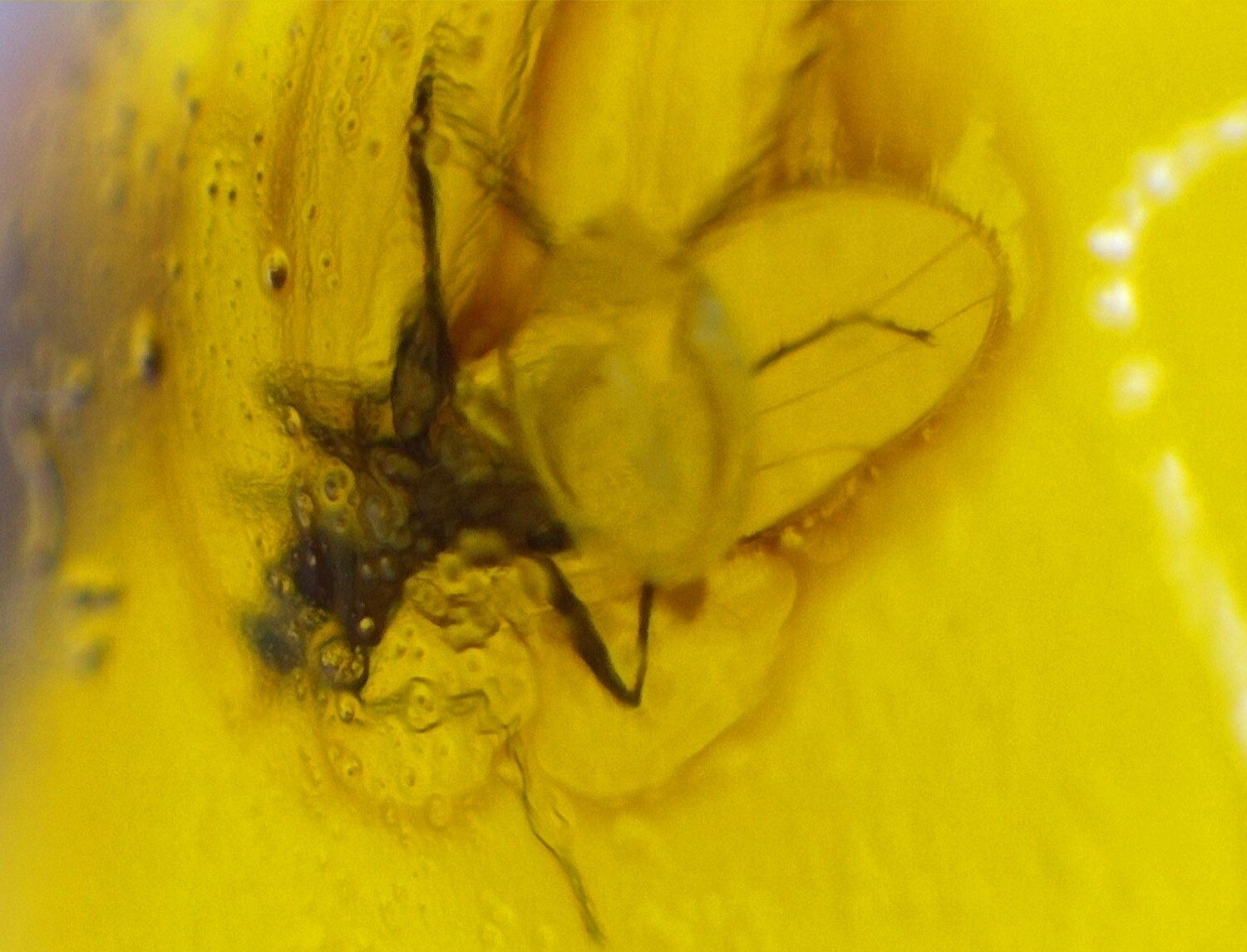 Beautiful Natural Dominican Amber Flying Insect Flies Fossil Stone 19mm – photo 3