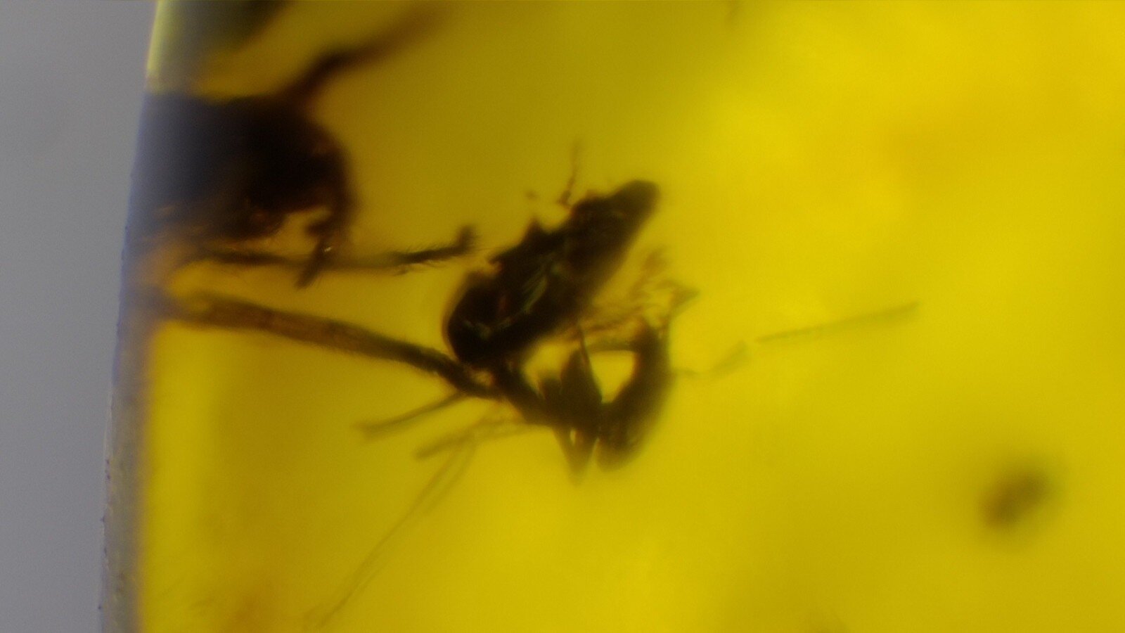 🪶 Natural Dominican Yellow Amber with Insect Inclusion – photo 6