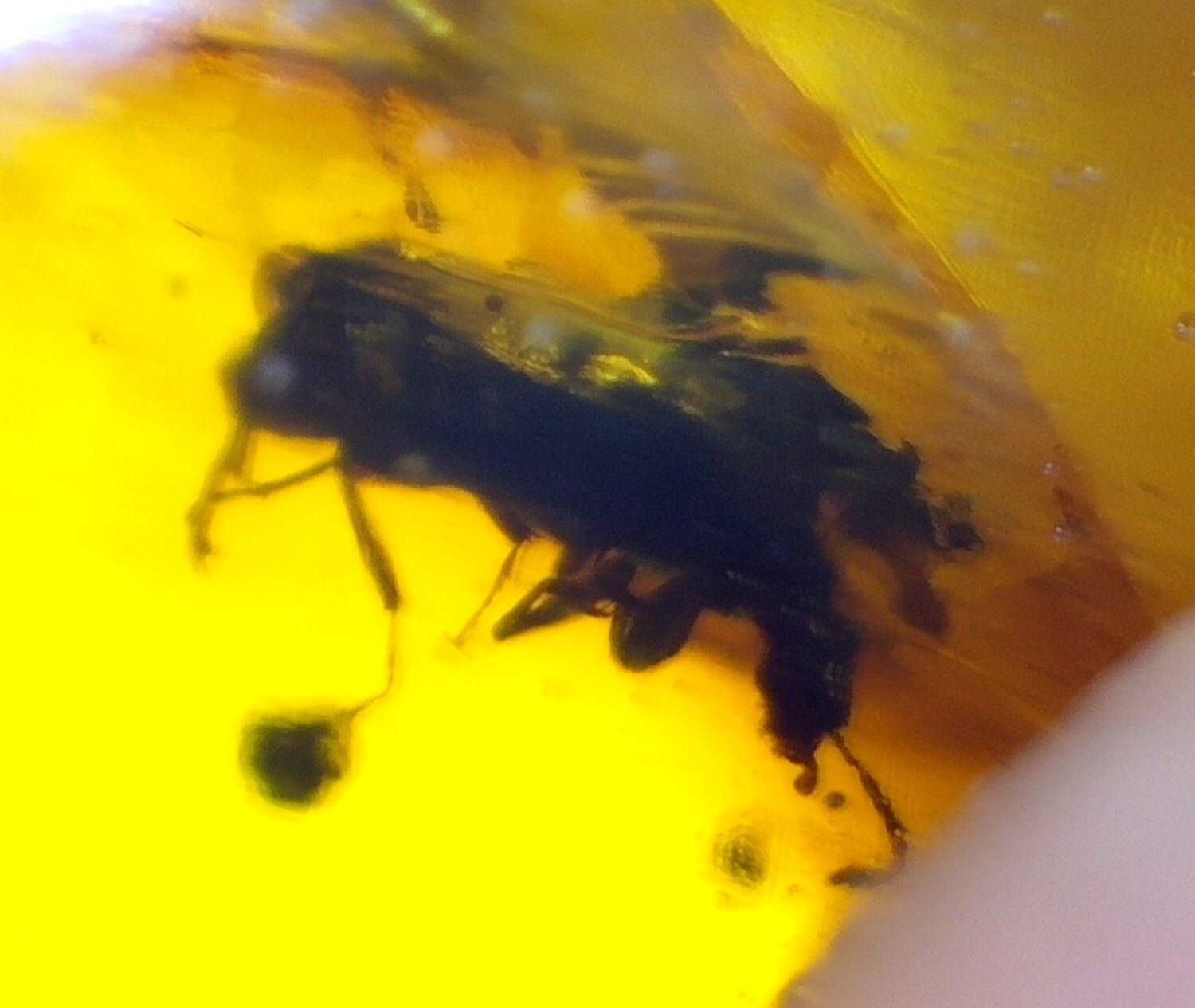 Natural Dominican Amber with Insect Inclusion – Polished Stone | 16mm – photo 6