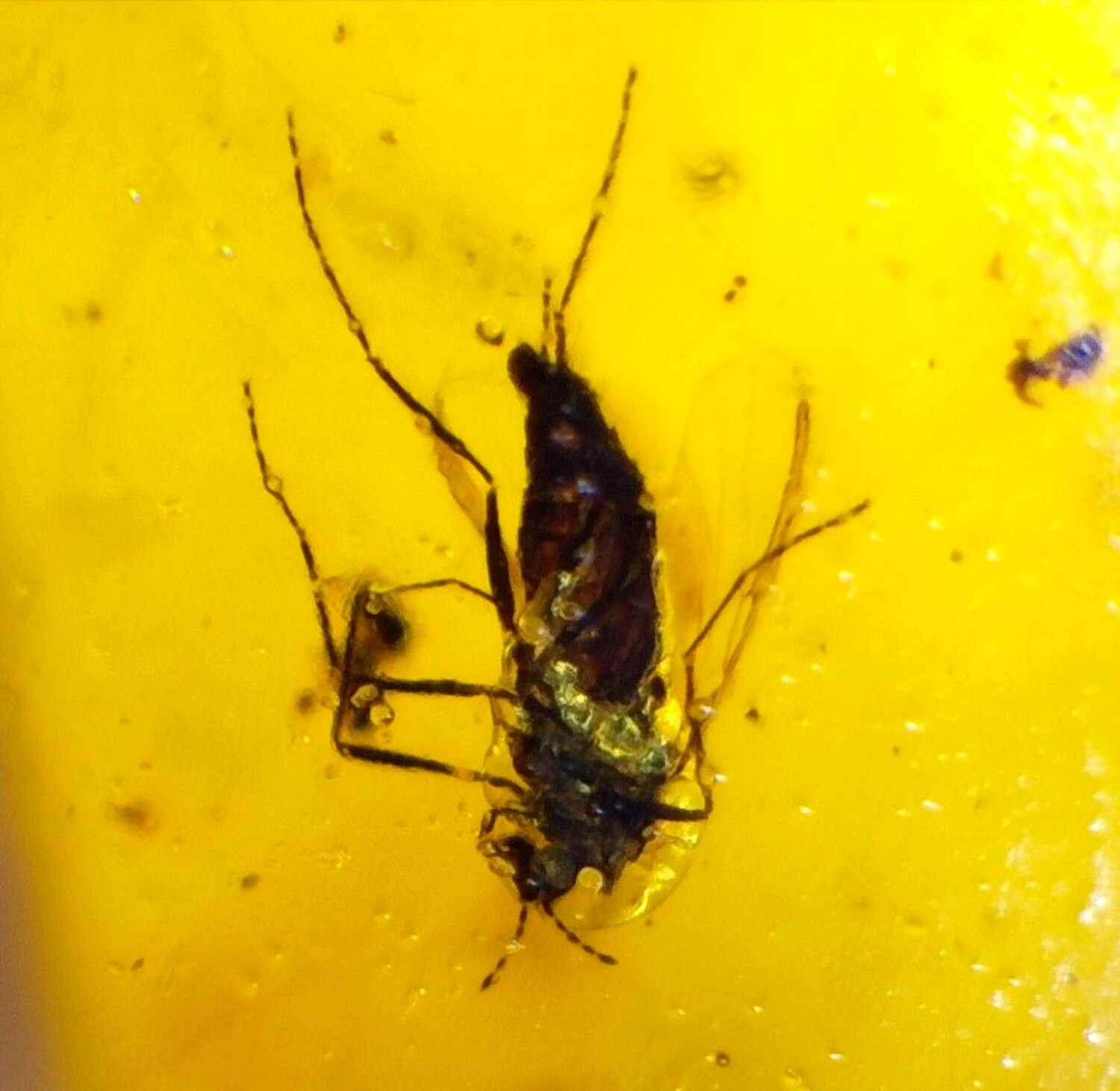 Natural Dominican Amber with Insect Inclusion – Polished Stone | 19mm – photo 4