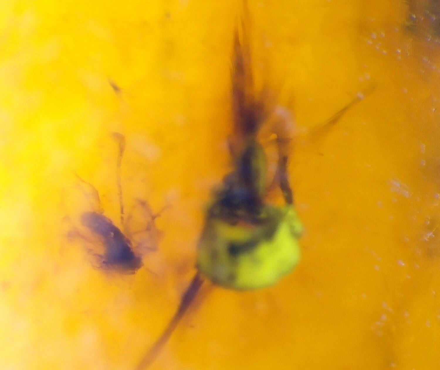 Natural Dominican Clear Amber – Polished with Double Insect Inclusion | 22mm – photo 3