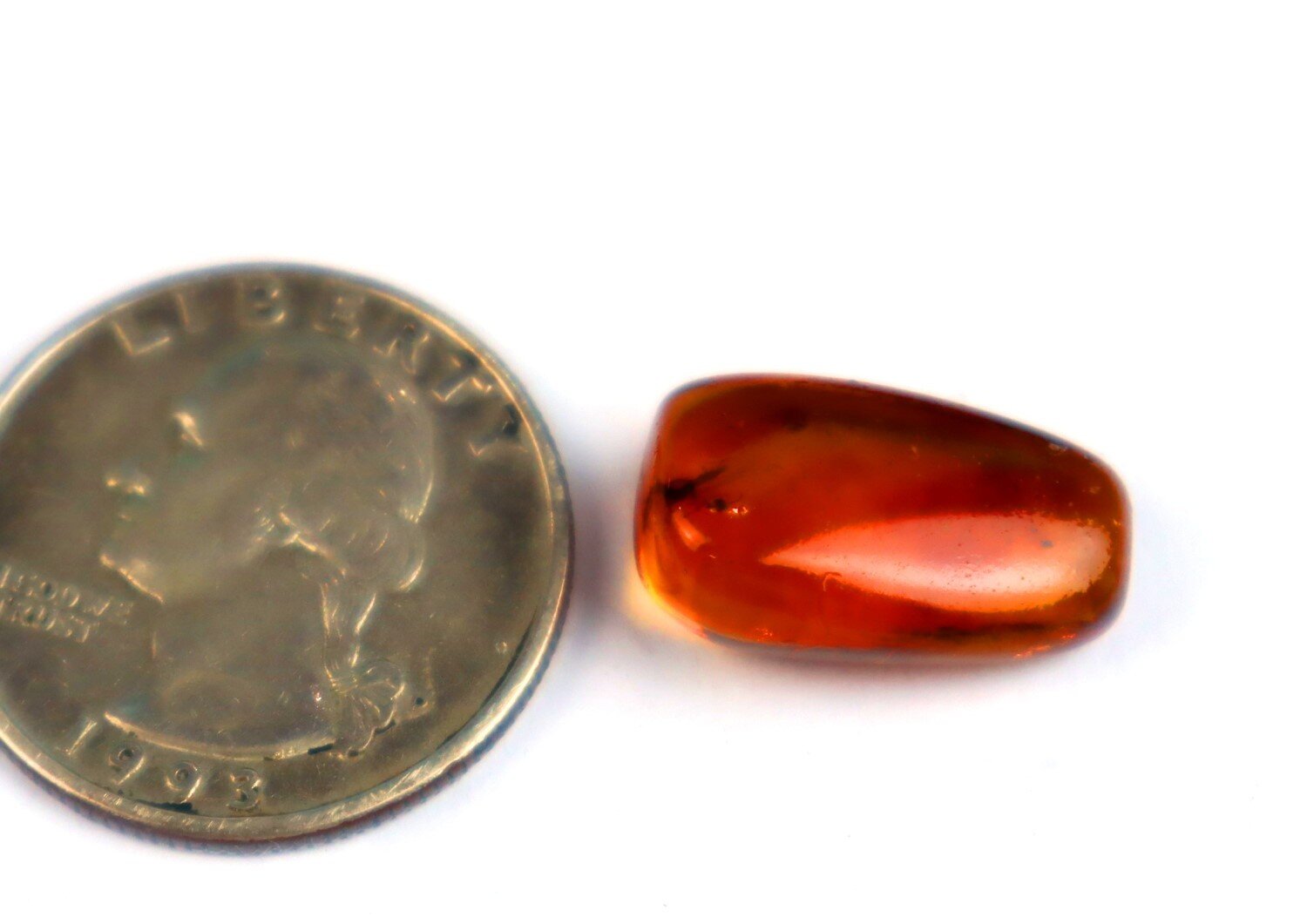 Amber Inclusion: Small Fly (Order Diptera) from the Caribbean Miocene – photo 4