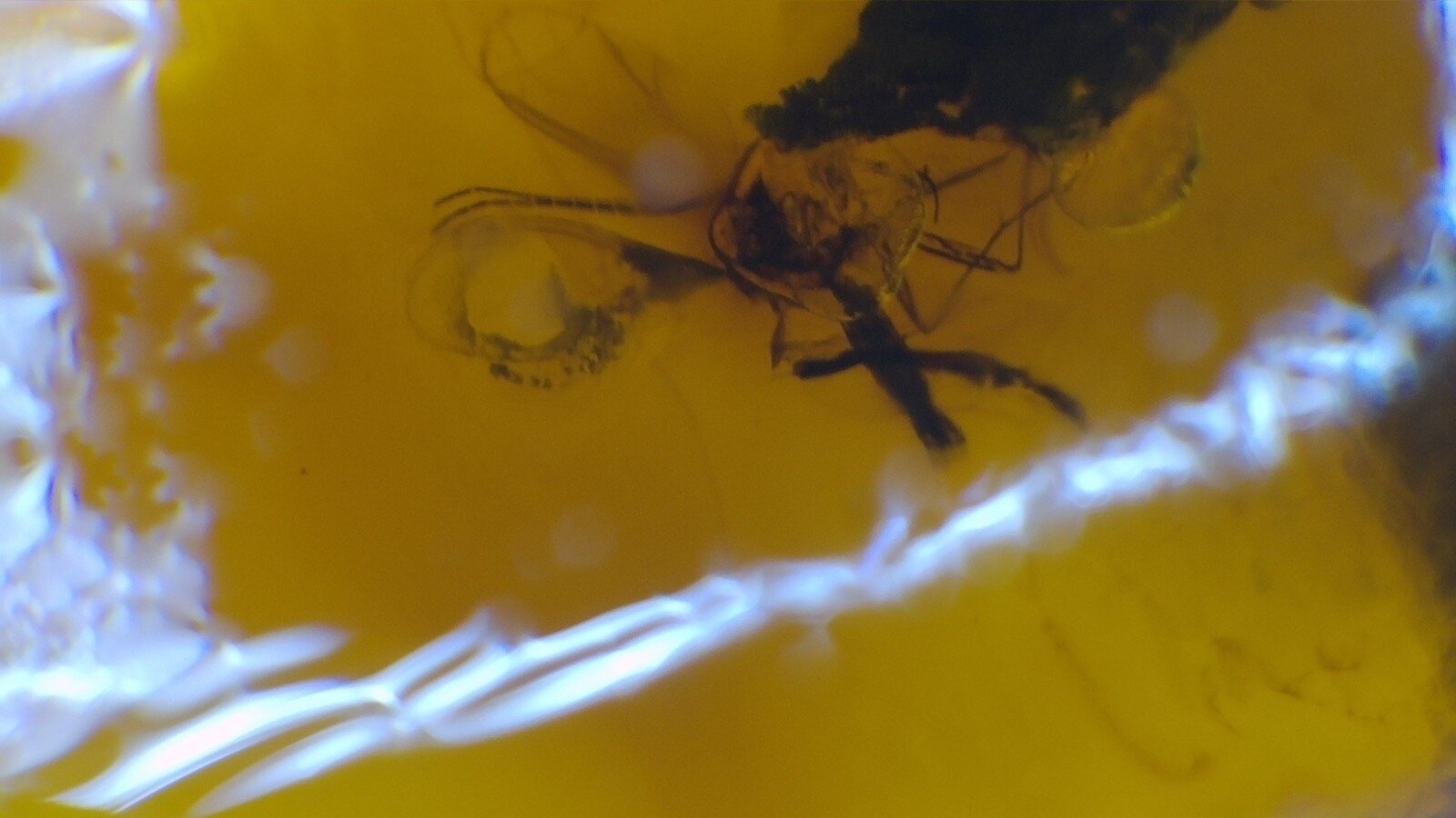 Premium Dominican Amber Multiple Fossil with Insect Inclusions – photo 6