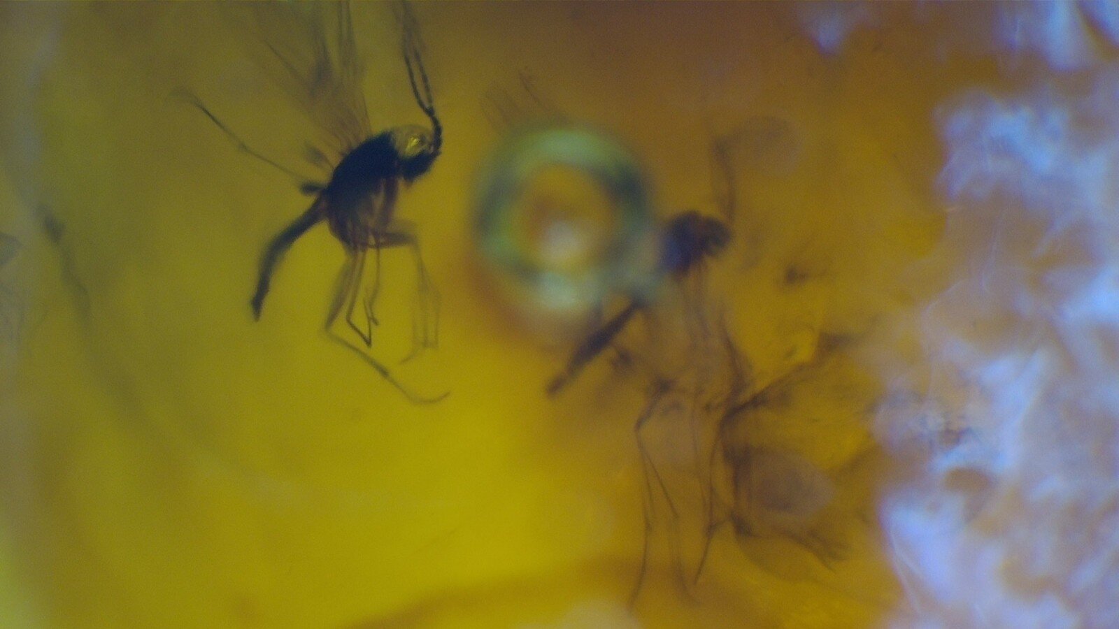 Premium Dominican Amber Multiple Fossil with Insect Inclusions – photo 7