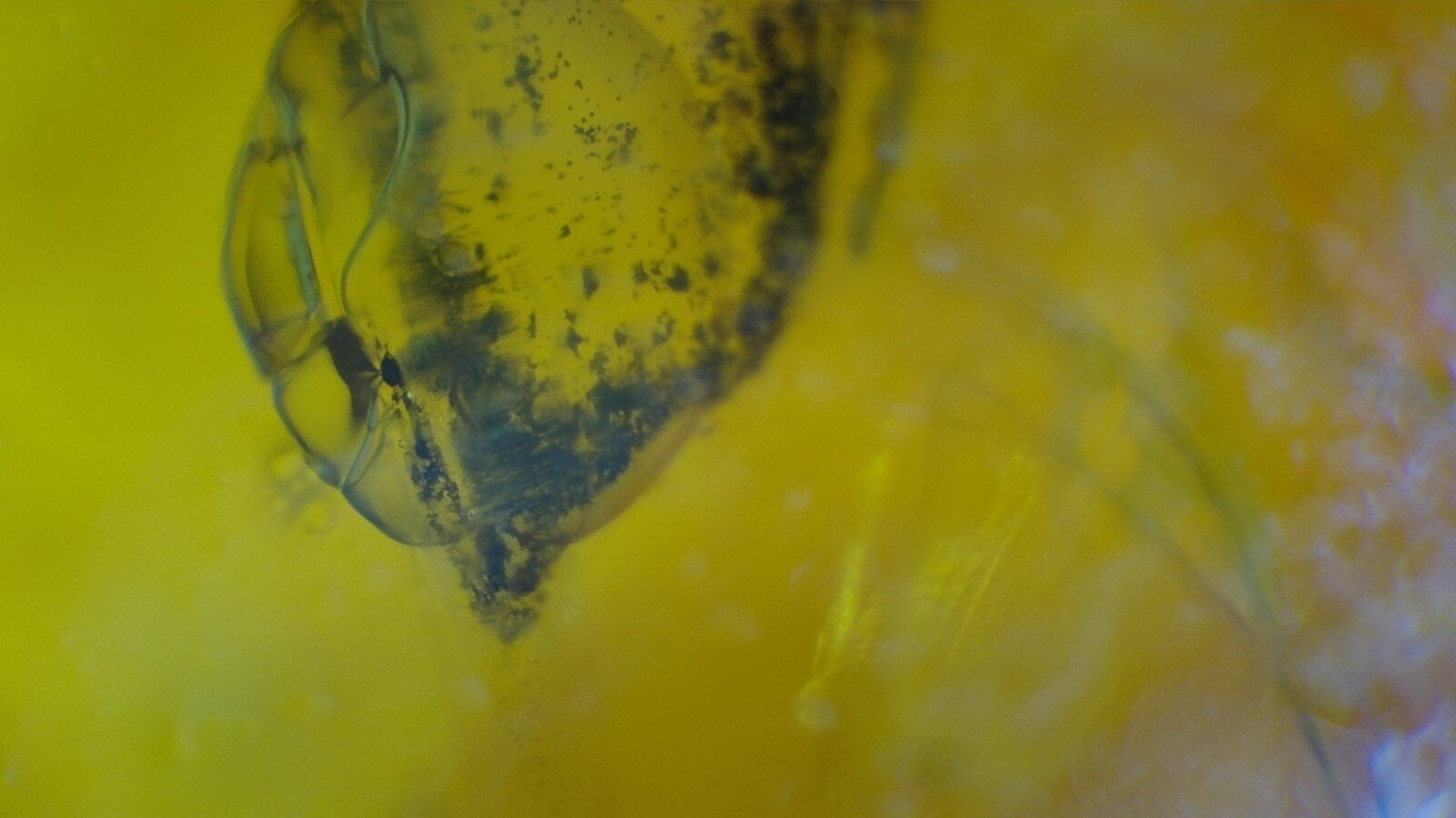 Premium Dominican Amber with Botanical Inclusion – photo 4