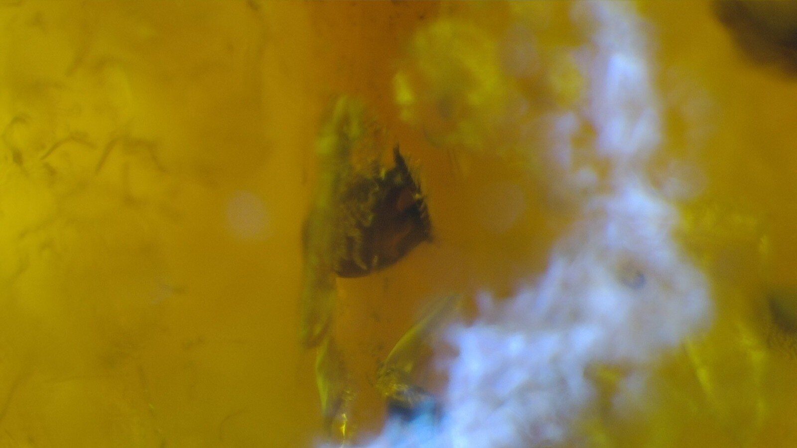 Premium Dominican Amber with Botanical Inclusion – photo 9